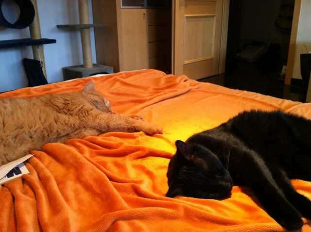 2 wunderschöne Hauskatzen suchen ein neues Zuhause